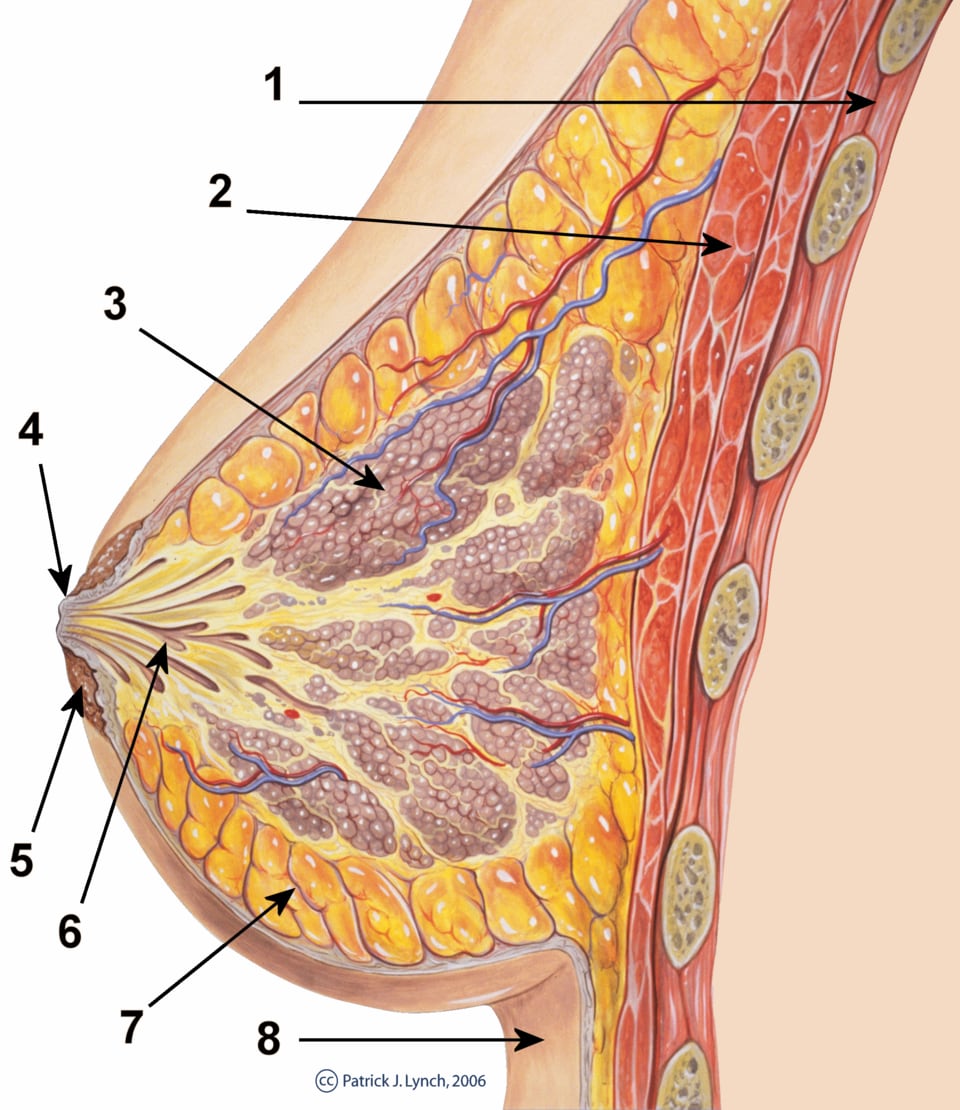 Comprehensive Breast Surgery