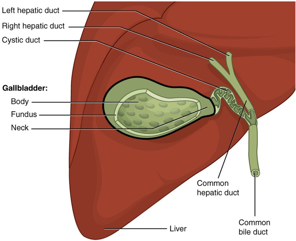 Laparoscopic Gallbladder Surgery