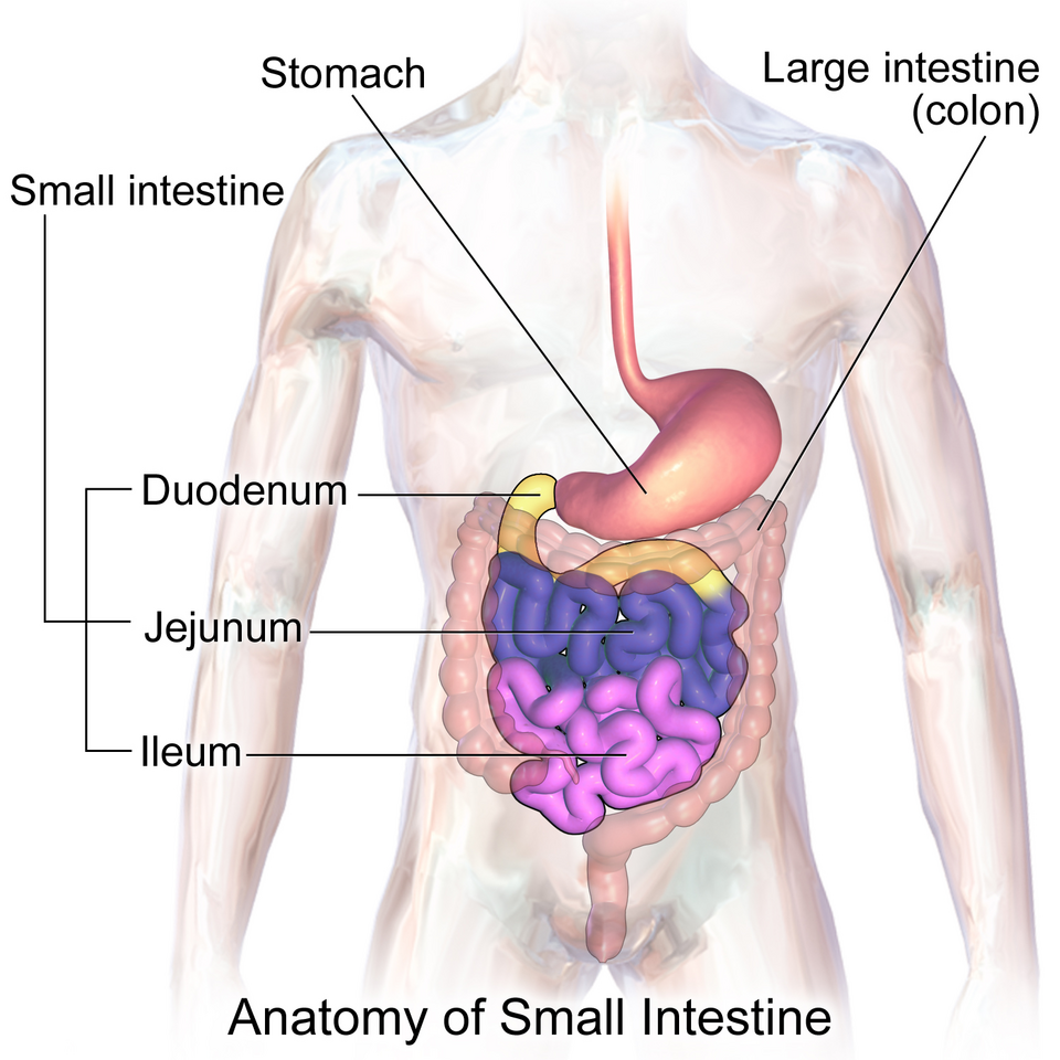 Laparoscopic Intestine Surgery