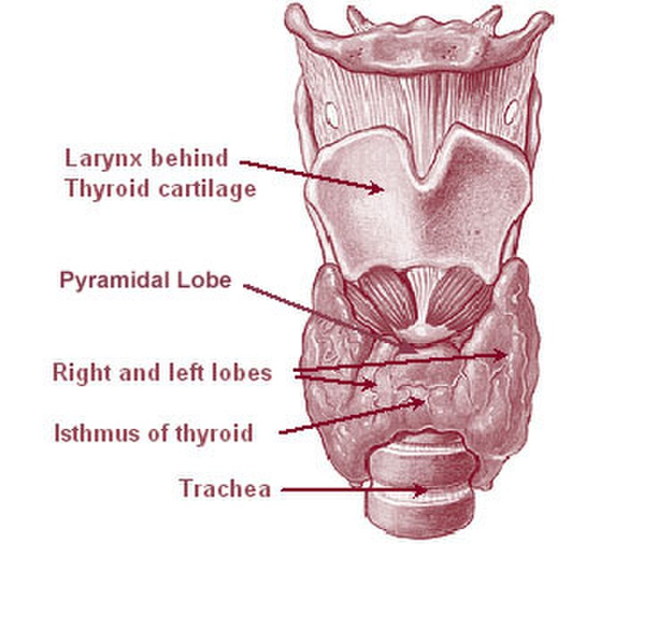 Minimally Invasive Thyroid Surgery